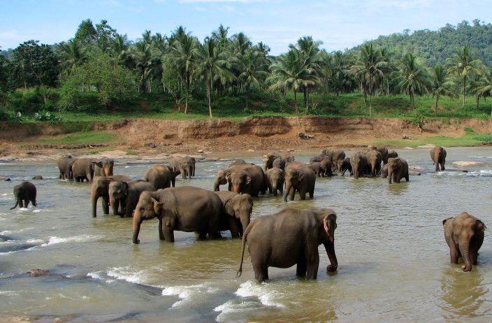 elephants bailing in Kandy, Sri Lanka