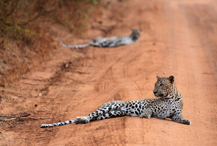 leopard Sri Lanka safari