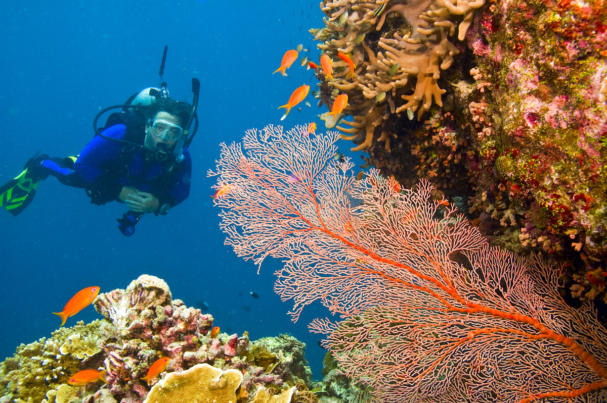 diving in Great Barrier Reef Australia