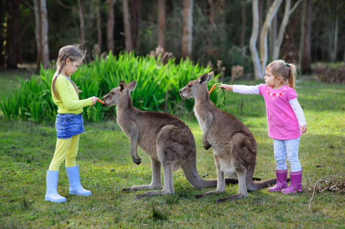 Feeding kangaroos at Taronga zoo