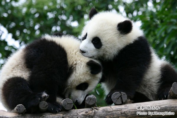 pandas in chengdu