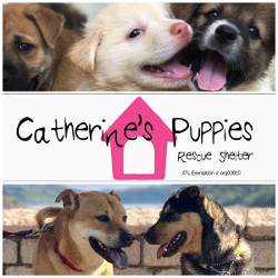 catherine's puppies