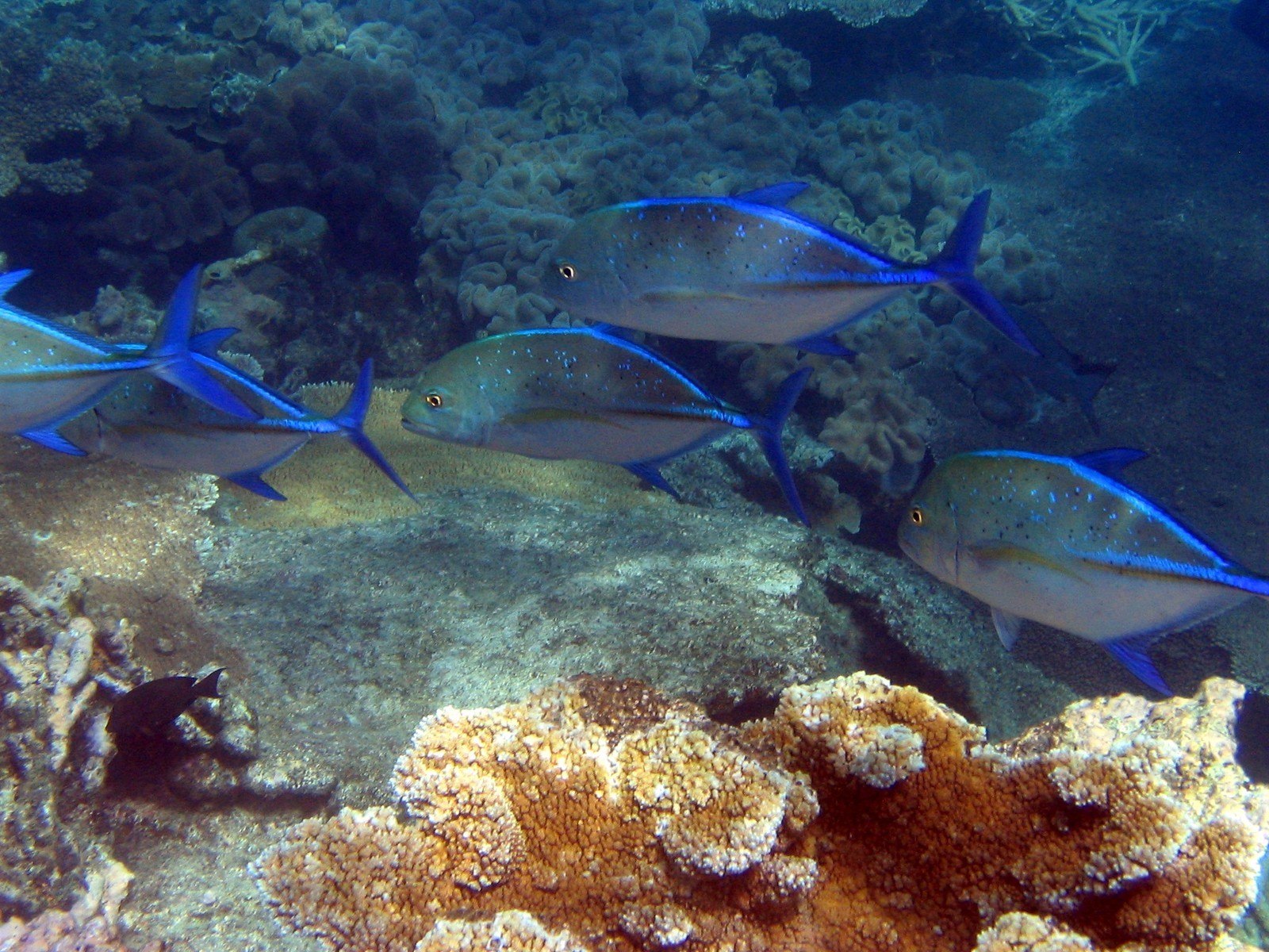 fish swimming at Great Barrier Reef