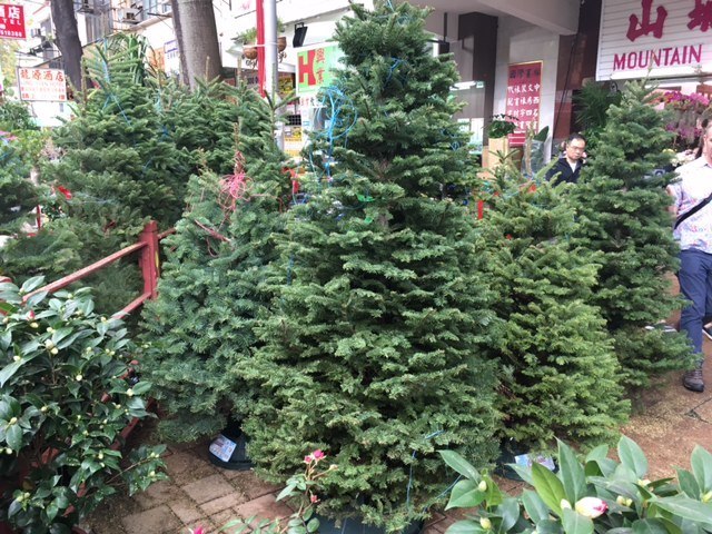 Christmas trees at Flower Market, Hong Kong