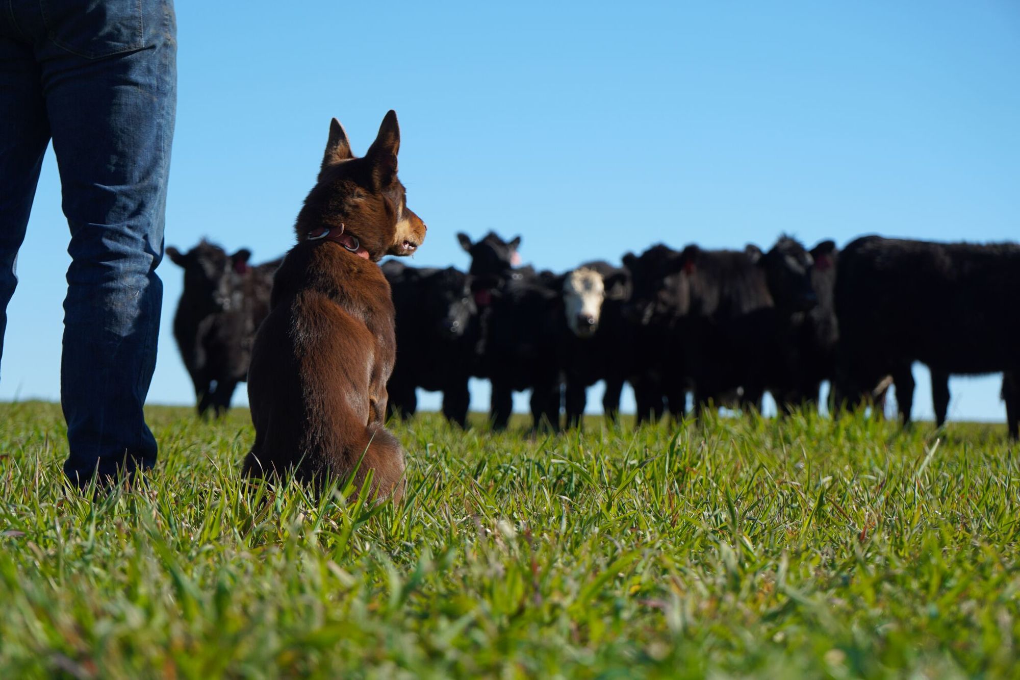 cattle and dog on a farm