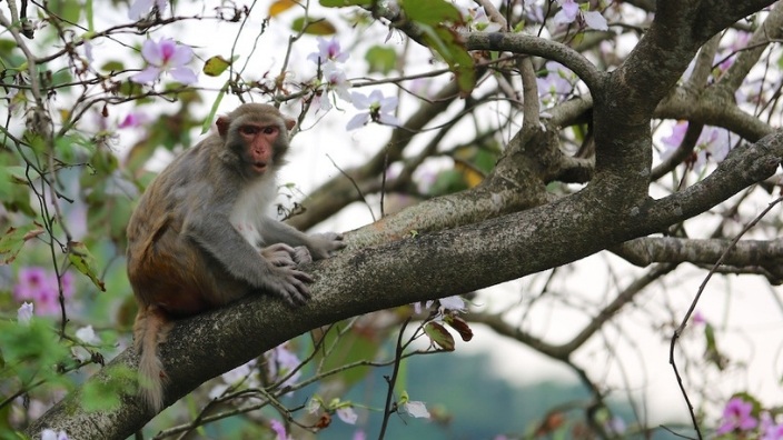 monkey on a tree branch