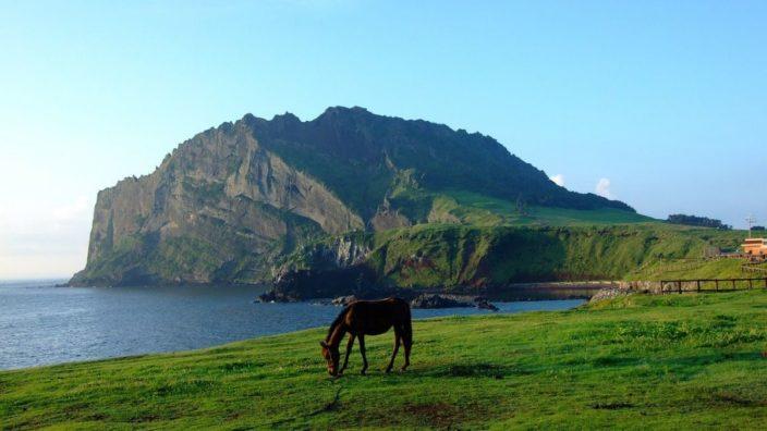 Horse with volcano in background, Jeju, South Korea