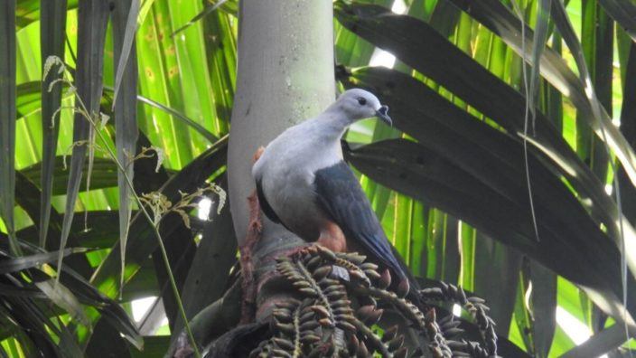bird sanctuary in palau