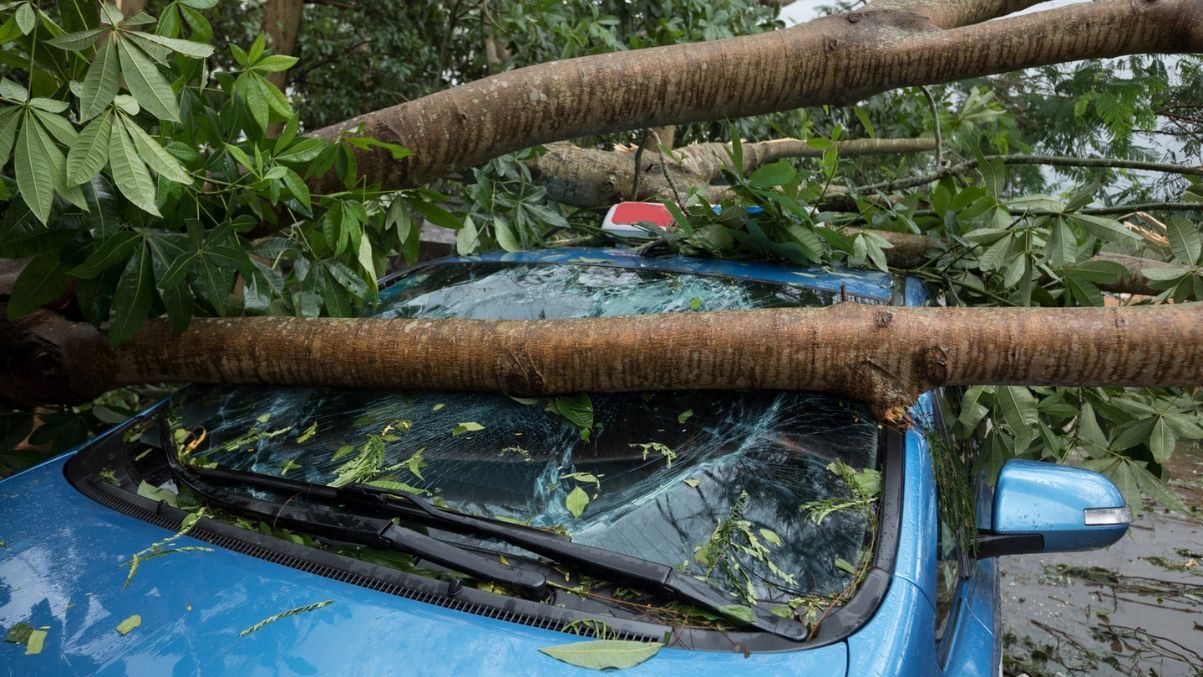 car damaged by fallen tree in hong kong typhoon