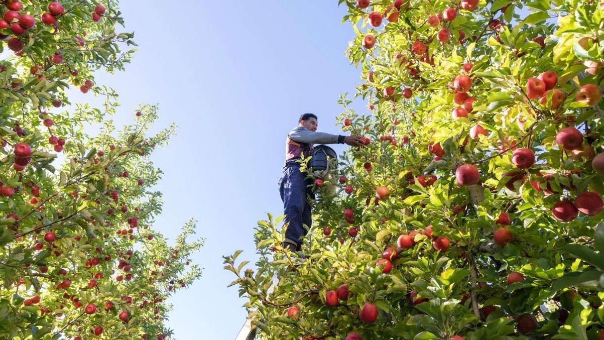 Apples being picked in NZ Apple orchard