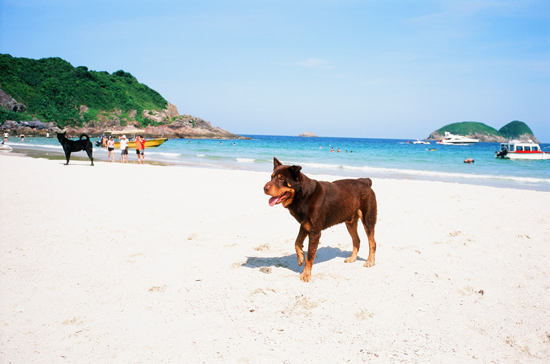 Dogs enjoying a day out at Ham Tin Wan