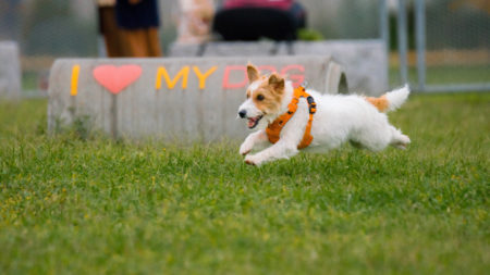 the best parks to play with your puppy in hong kong