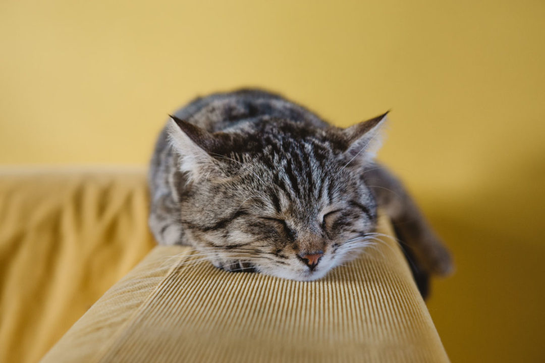 cat sleeping on sofa arm