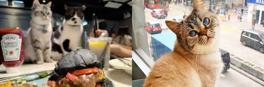 collage of cats at urban cafe hong kong