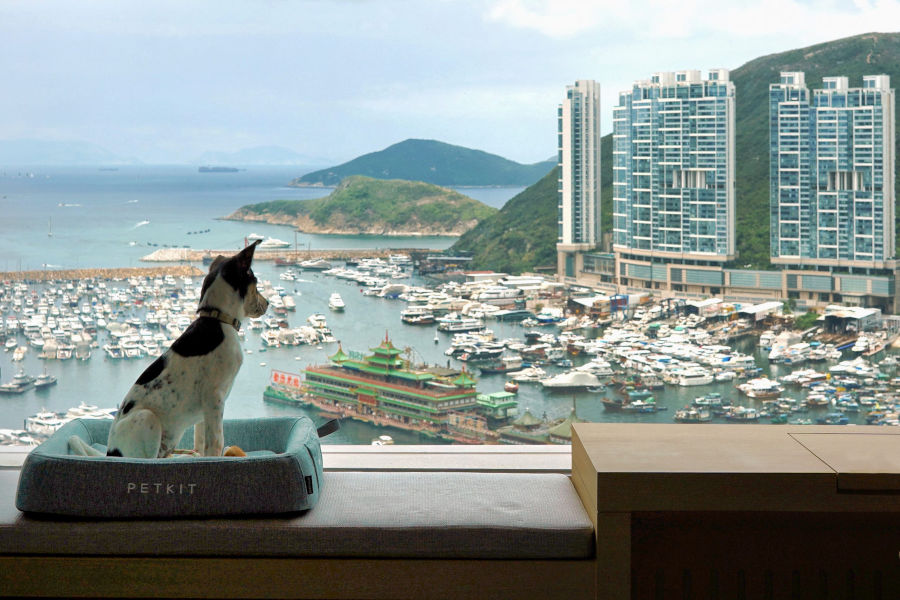 the arca hong kong dog looking out window at sea