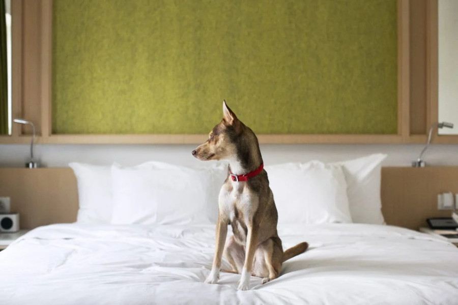puppy sitting on bed at eaton hotel hong kong