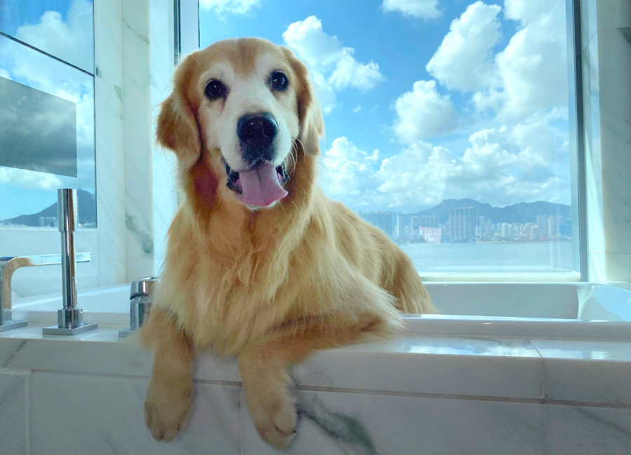 dog sitting in bathtub for pets allowed vacation at hyatt centric victoria harbour