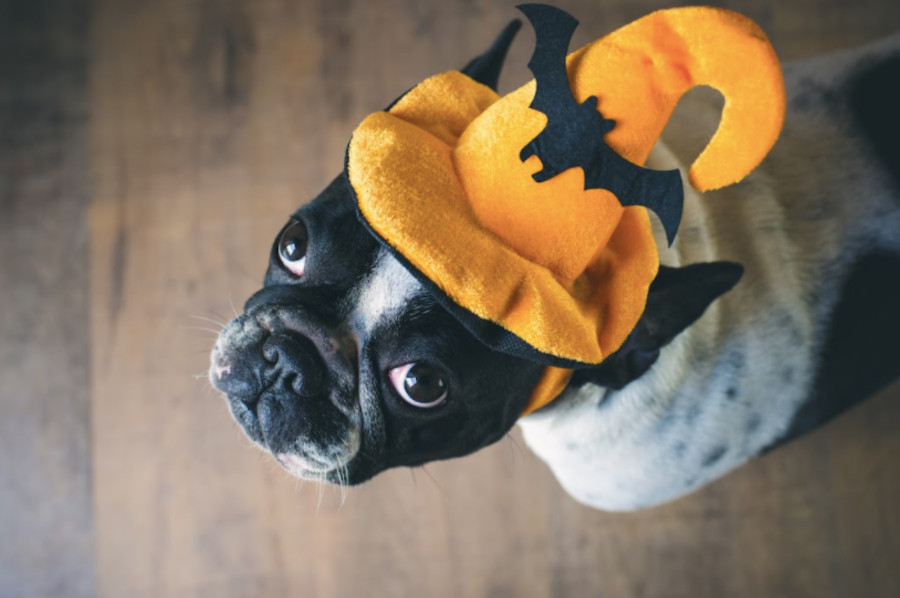 pug wearing orange witch hat