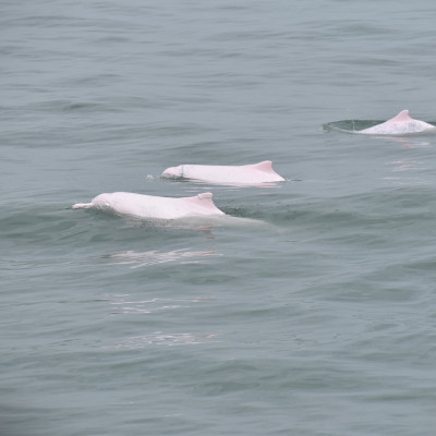 hong kong dolphinwatch pink dolphins