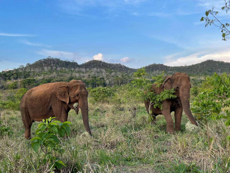 two elephants living in global sanctuary for elephants