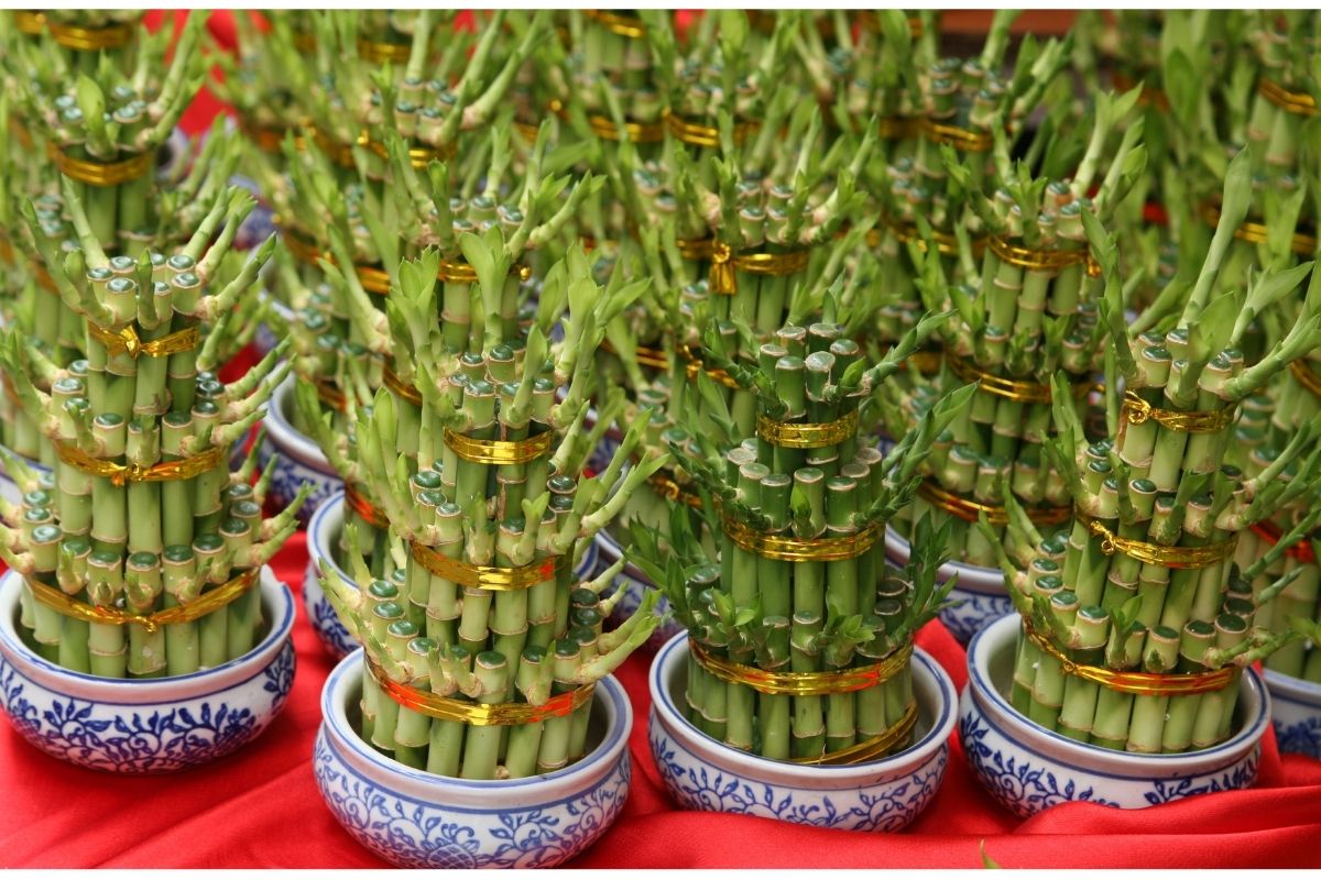 bamboo trees represent good luck and fortune in the Chinese culture