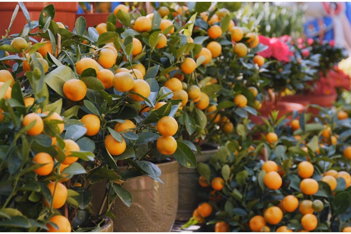 mandarin orange plants
