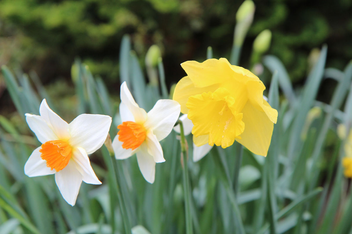 narcissus flowers represent good fortune and prosperity in the Chinese culture