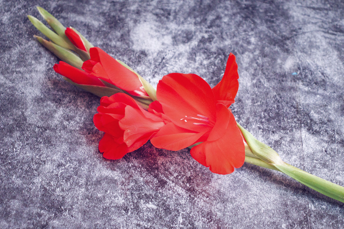 red gladiolus represent growth or promotion at the professional level