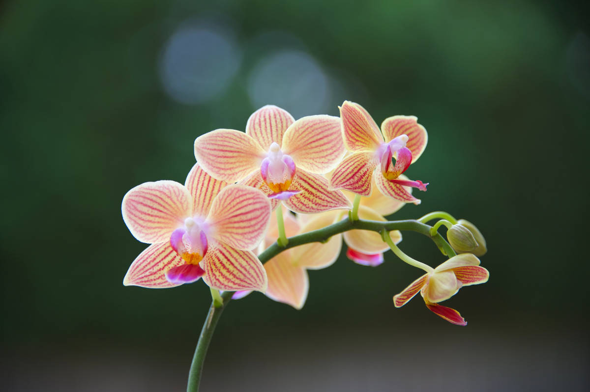 Orchids represent fertility and abundance during lunar new year