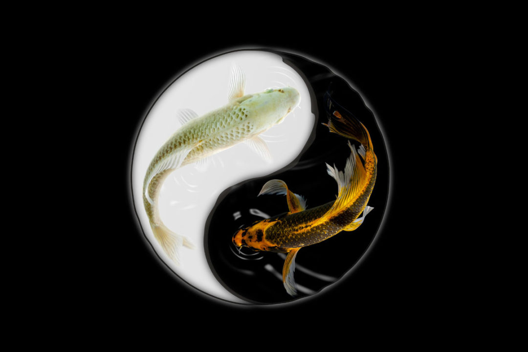 fish in yin yang symbol