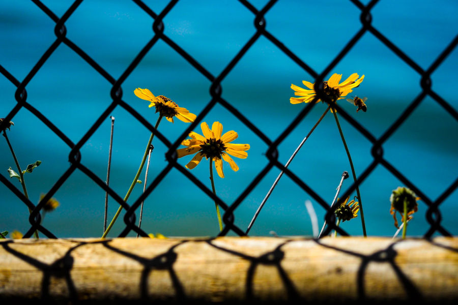 flowers growing behind a wire fence