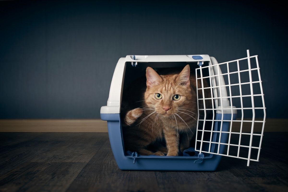 Cat with travel crate
