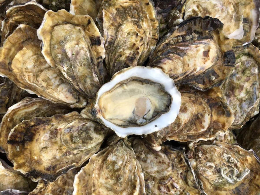 oysters from meatmarket