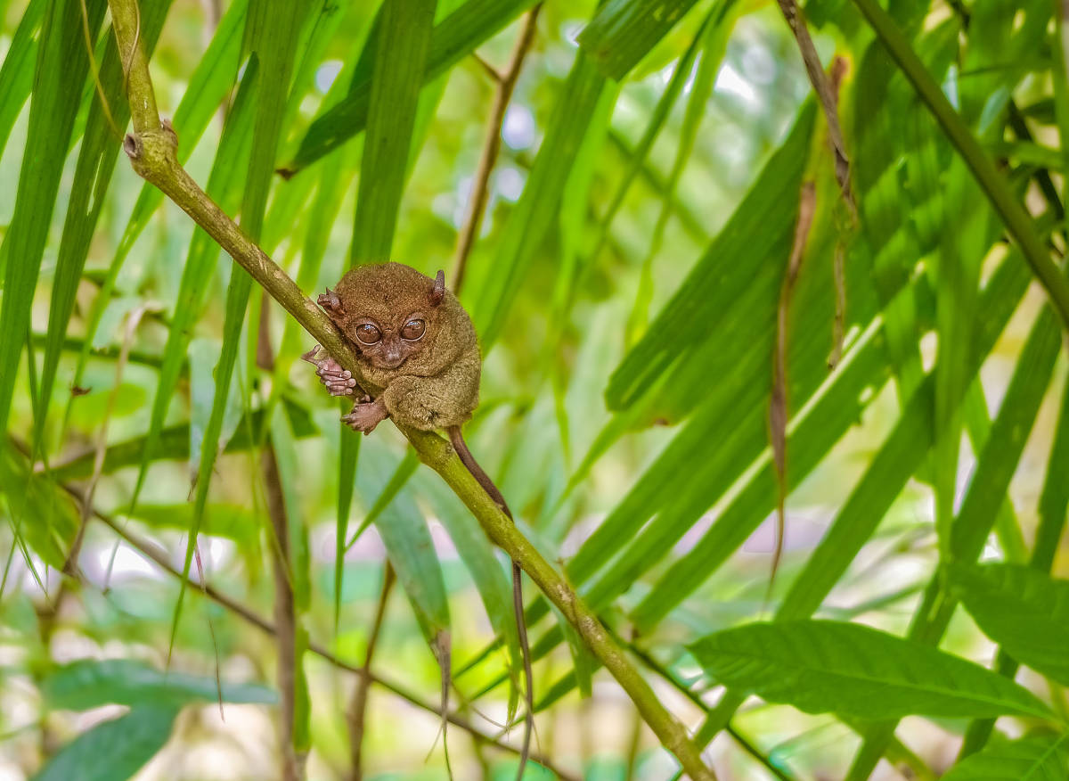 tarsier from bohol, philippines
