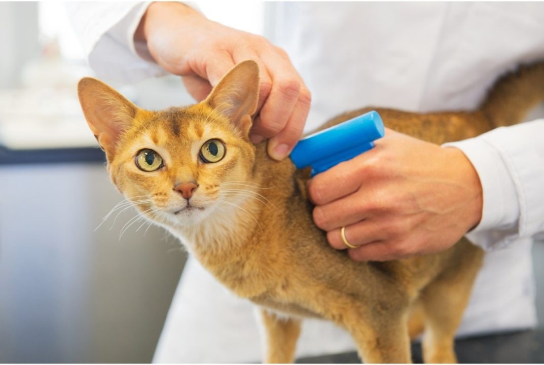 cat getting microchip implant