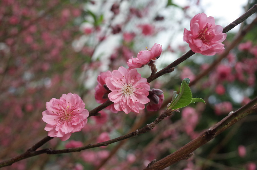 peach blossoms in hong kong park