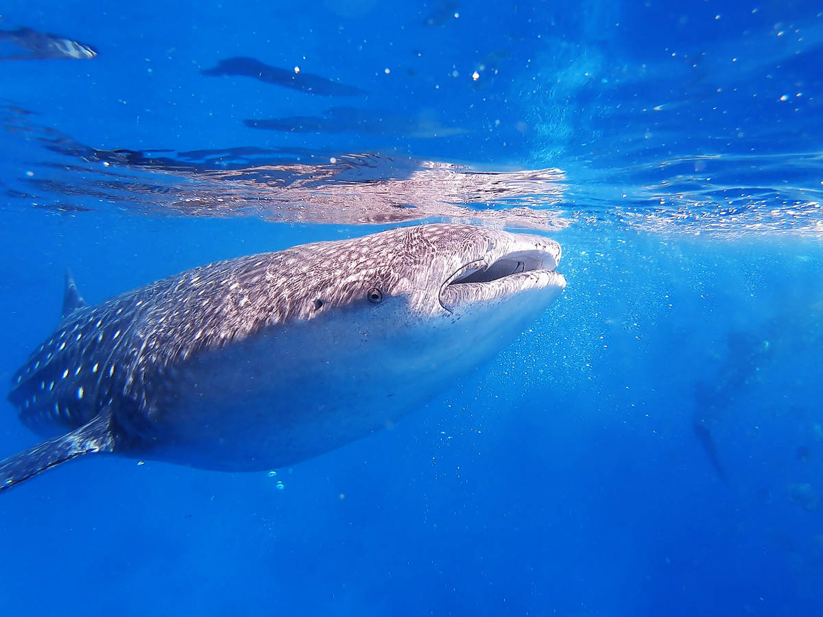 gray whale sharks underwater photo eating in cebu