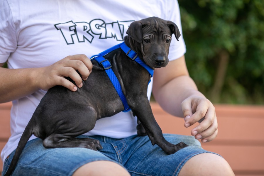 Volunteer at Hong Kong Dog Rescue