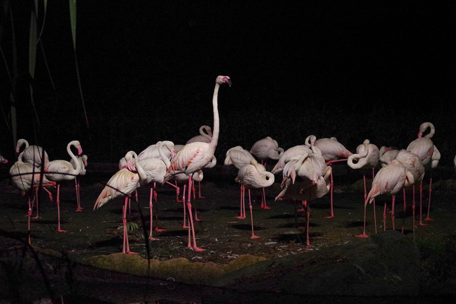 flamingos at night safari singapore