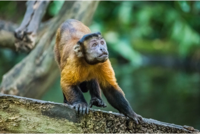 afraid capuchin monkey