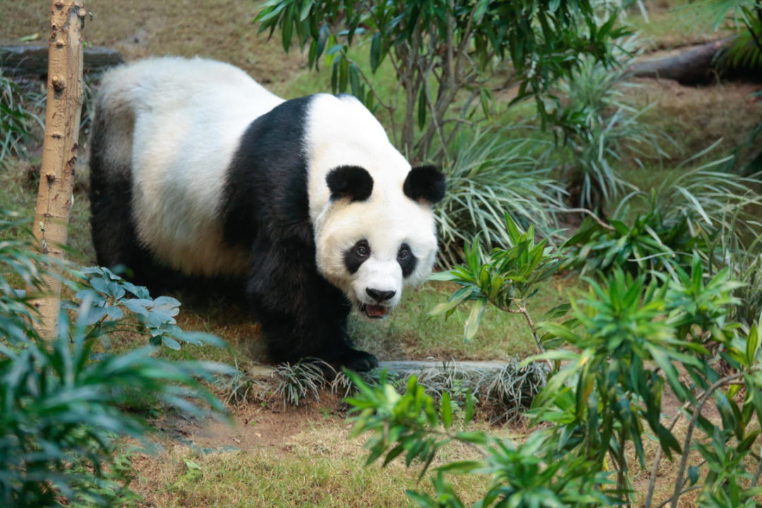 Giant Panda An An Passes Away at 35 External Inbox