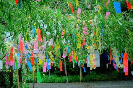 colourful papers with wishes written on them during tanabata