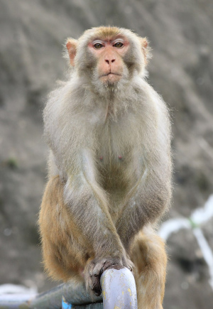 male rhesus macaque staring down the camera