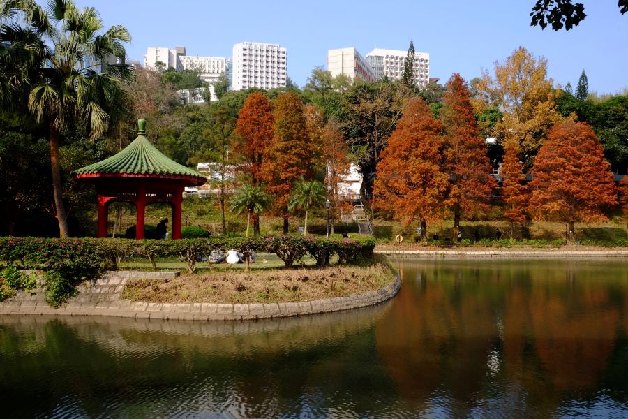 The campus of the Chinese University of Hong Kong has a pavilion, and a lake lined with sweet gum and sabino trees.