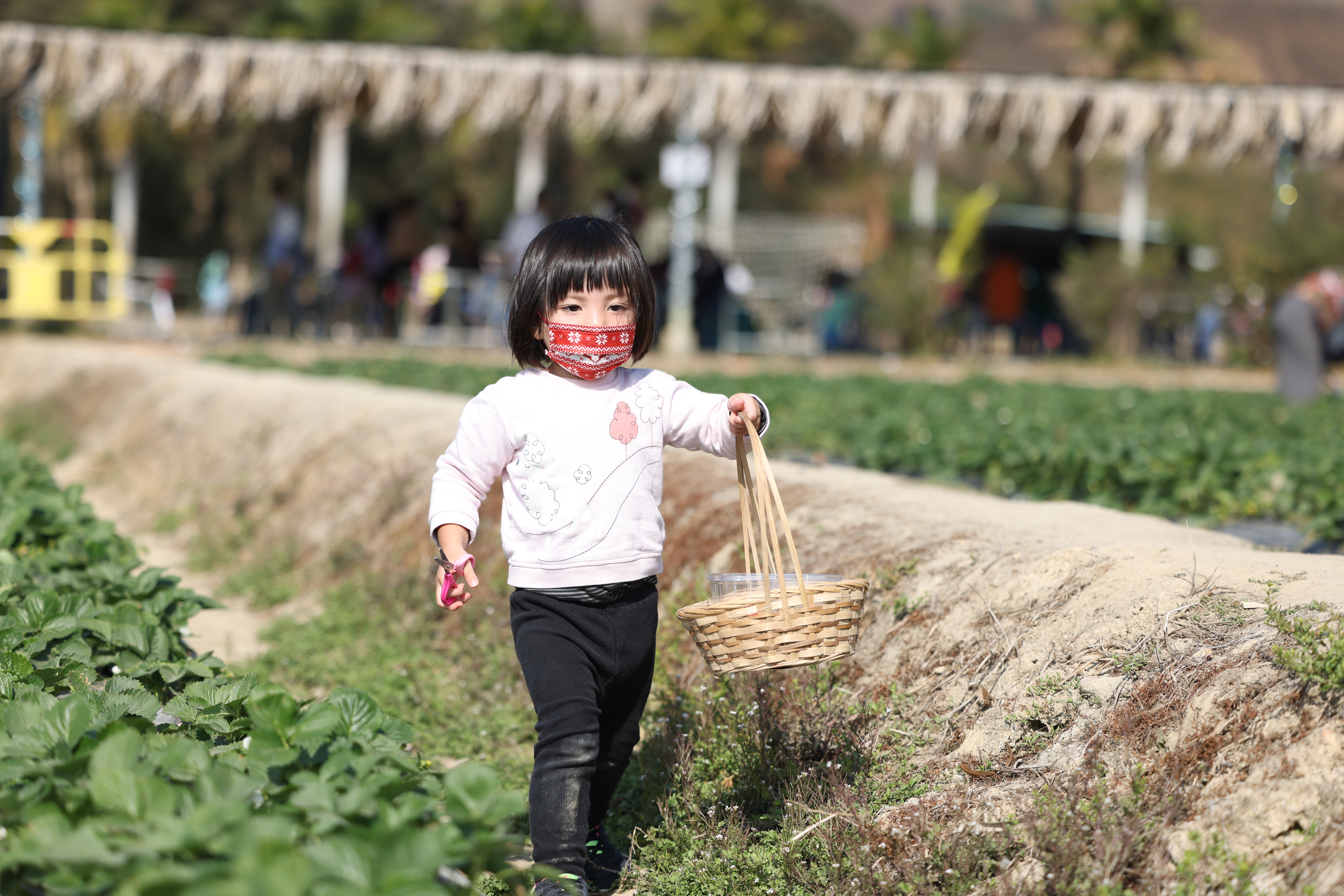 A young child walks across a strawberry field at Kam Tin Country Park. She’s holding a pair of scissors in one hand and a basket in the other.