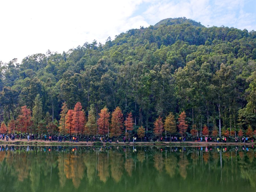 People walking by the cypress trees at Lau Shui Heung Reservoir. The trees are reflected in the water.