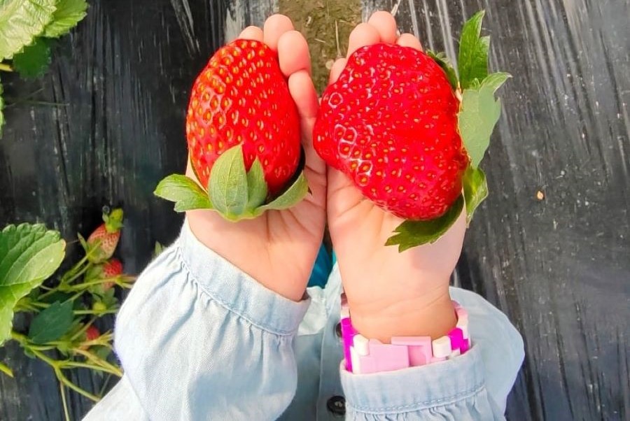 A child’s hands holding one plump strawberry each, picked at Law’s Strawberry Farm.