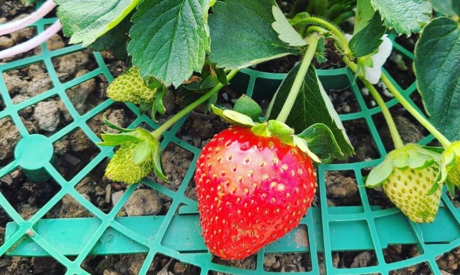 A bright, red strawberry in a basket, from Living Farm.