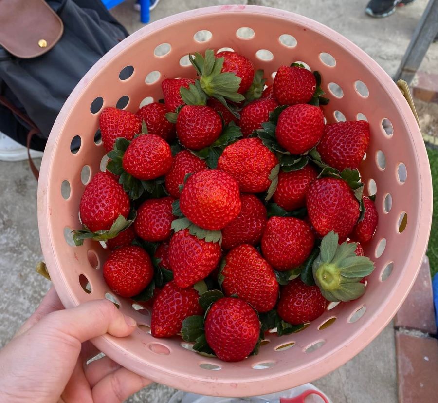 A pink basket full of Japanese strawberries picked at Long Ping Strawberry Farm.