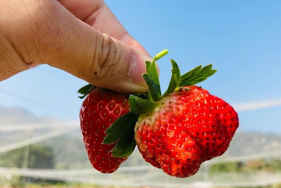 Tai Tong Organic EcoPark has the sweet Japanese variety of strawberry.